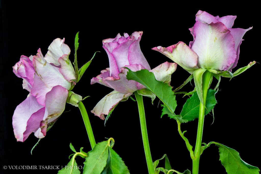 Три рожеві троянди